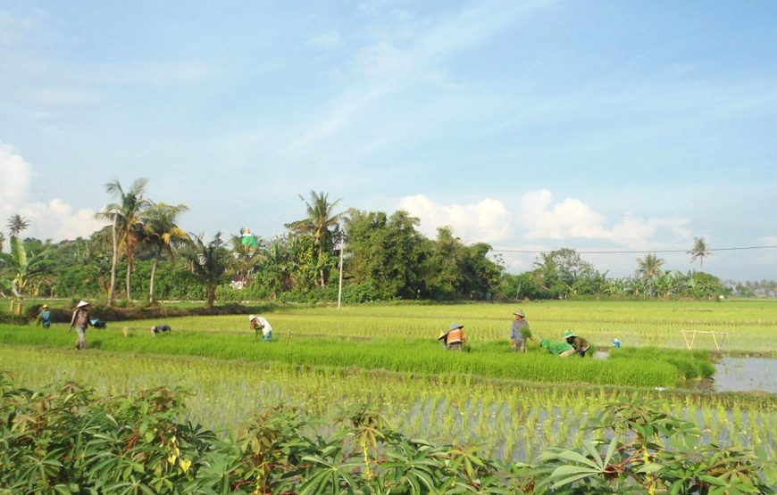 Tete Batu Ricefield Walk and Sarang Walet Waterfall