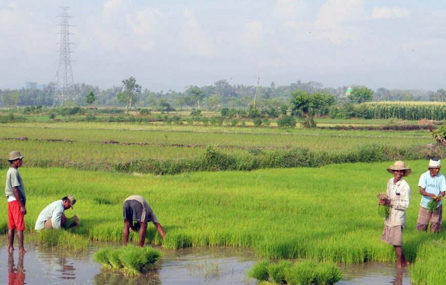 Tete Batu Ricefield Walk and Sarang Walet Waterfall