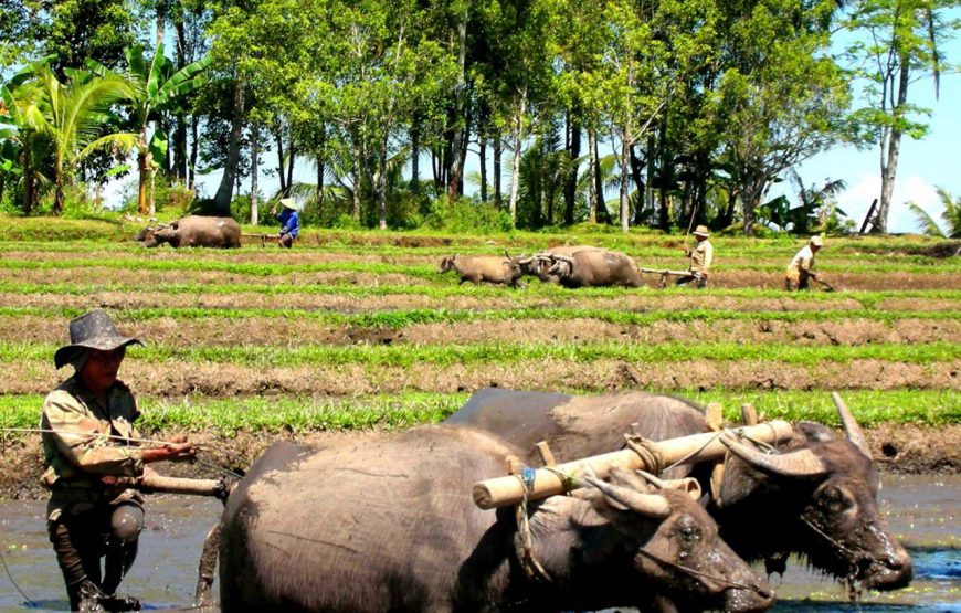 Lombok 5 Days Eco Tour