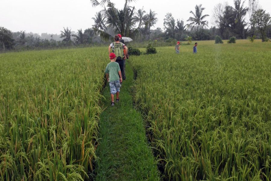 Tete Batu Ricefield Walk and Sarang Walet Waterfall